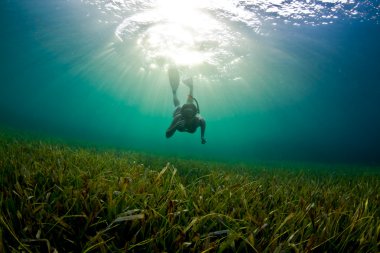 Sea grass Snorkeler clipart