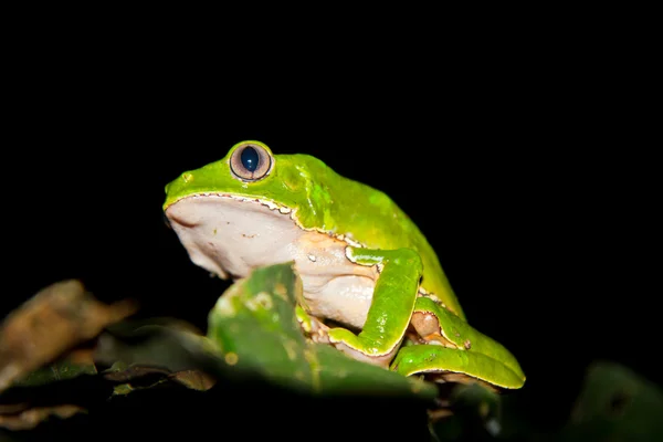 Велика зелена жаба мавпи — стокове фото