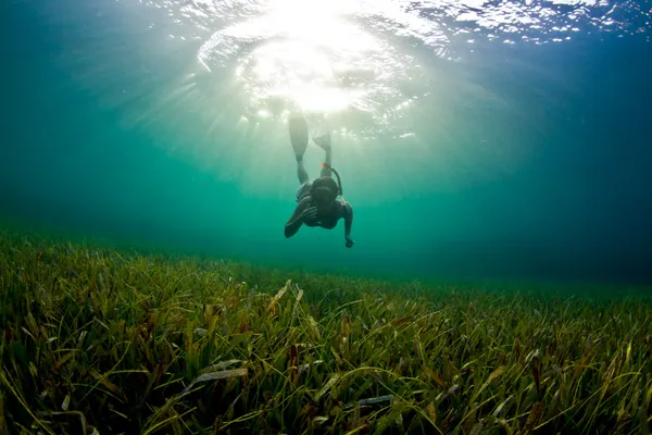 Sea grass Snorkeler — Stock Photo, Image