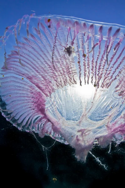 보라색 젤리 물고기 — 스톡 사진