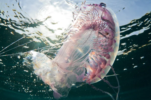 Tánc a medúza — Stock Fotó