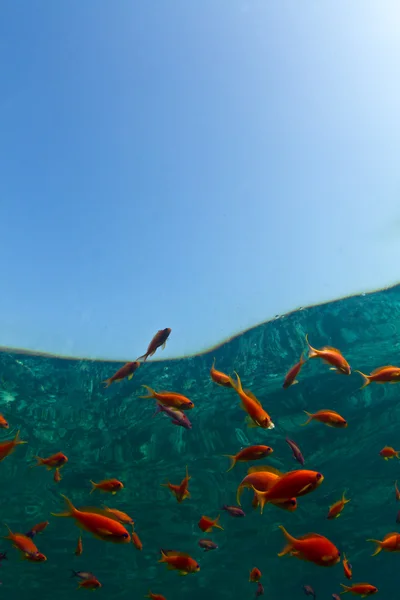 Złote rybki w Morzu Czerwonym — Zdjęcie stockowe