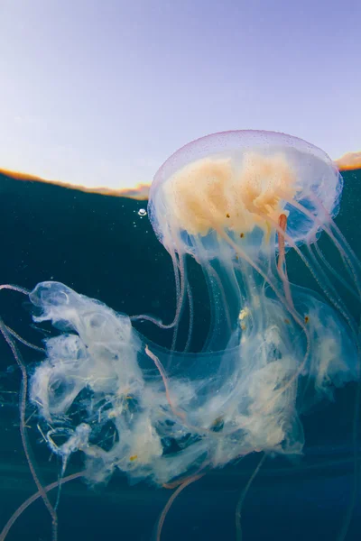 홍 해파리 — 스톡 사진