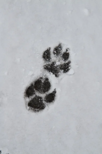 stock image Foot prints in the snow