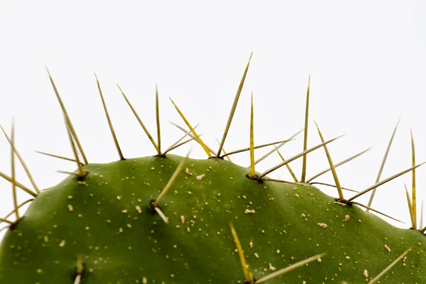 stock image Cactus spikes