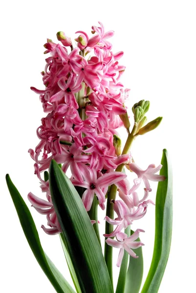 Pink flowers of hyacinth — Stock Photo, Image
