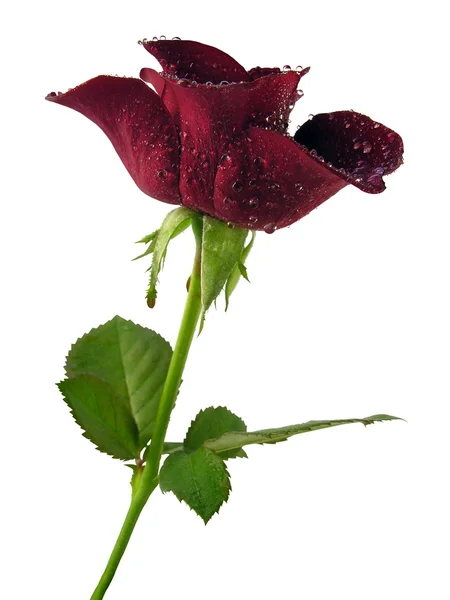 Пурпурная роза — стоковое фото