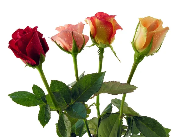 束多色玫瑰 — 图库照片