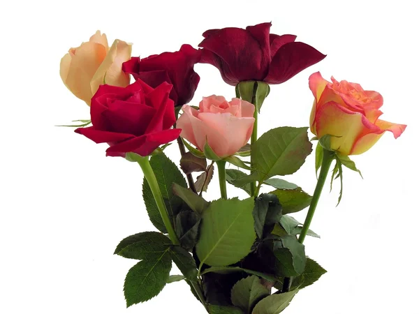 Róże w bukiet — Zdjęcie stockowe