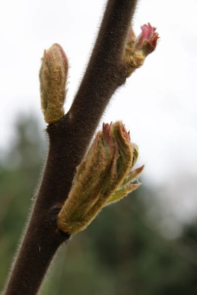 Buds e folhas adiantadas da árvore do sumac — Fotografia de Stock
