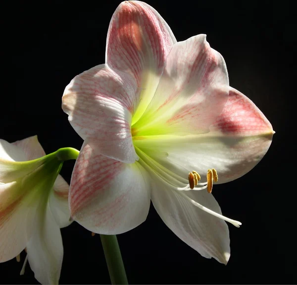 Rosa Amaryllis-Blüte — Stockfoto