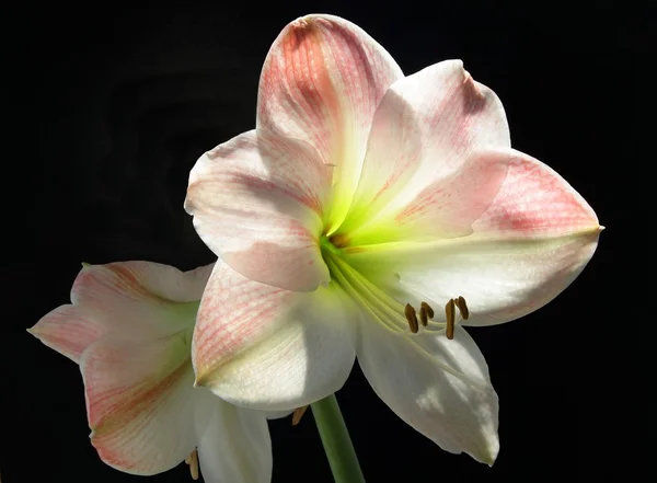 Рожева квітка рослини amaryllis — стокове фото