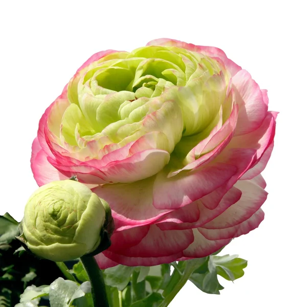 Flor rosa e verde de buttercup — Fotografia de Stock