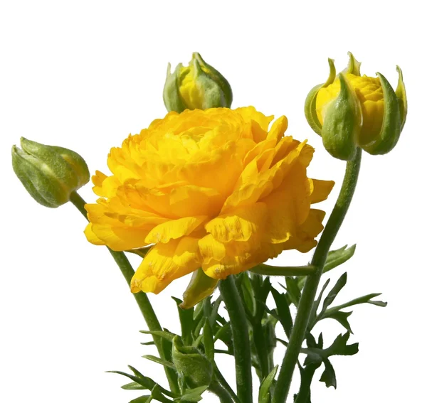 Желтые цветы лютика — стоковое фото
