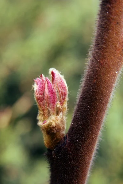 ウルシの木のピンクの早い芽 — ストック写真
