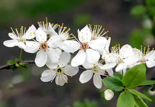 Białe kwiaty sadu — Zdjęcie stockowe
