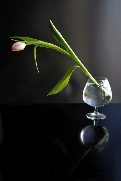 Tulipán rosa en vidrio — Foto de Stock