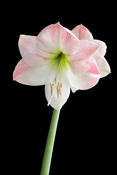 Rosa Amaryllis-Blüte — Stockfoto