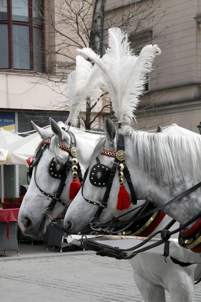 "Taxi-cavalli" bianchi con panchine ornamentali a Cracovia — Foto Stock
