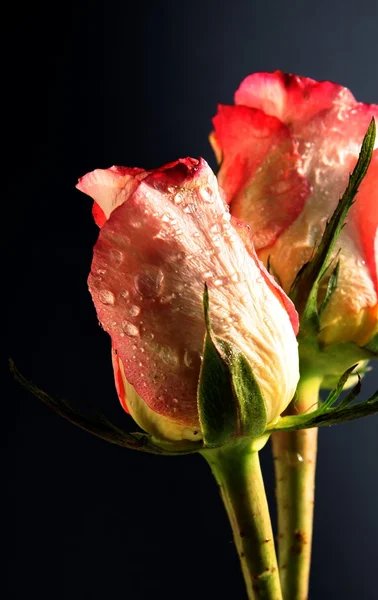 Rosa rosor på nära håll — Stockfoto