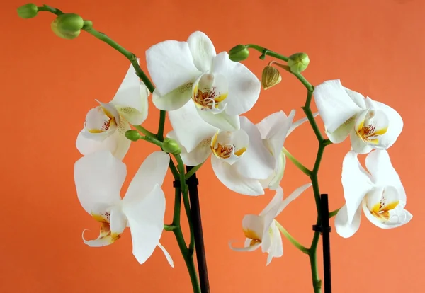 Белые орхидеи на оранжевом фоне — стоковое фото