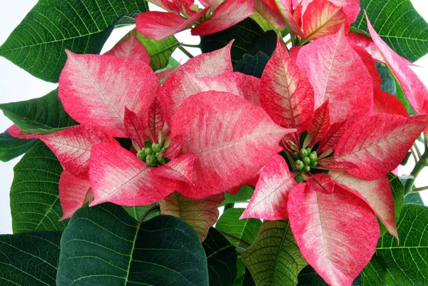 Red poinsettia for Christmas — Stock Photo, Image