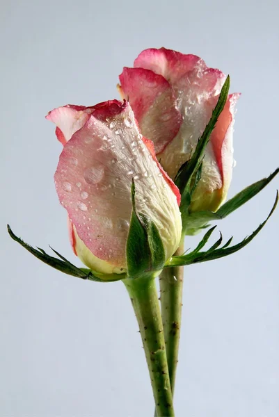 Rose rosa da vicino — Foto Stock