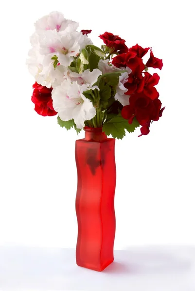 Posy von Geranienblüten in rotem Glaswase — Stockfoto
