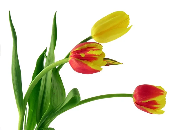 stock image Red and yellow tulips isolated