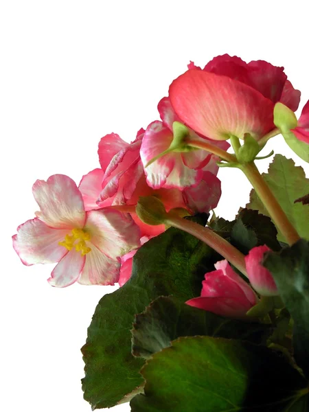 ピンクの花で begony — ストック写真