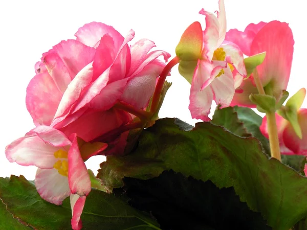 Pink flowers of begonia plant — Stock Photo, Image