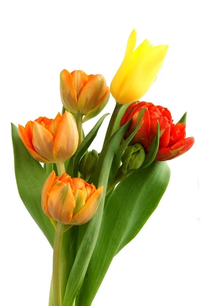 Multicolor tulips — Stock Photo, Image