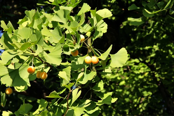 Ginkgo ağacı sarı meyve ile