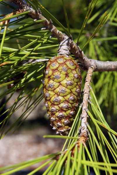 Pinus ต้นไม้ที่มีสีเขียวทํา — ภาพถ่ายสต็อก