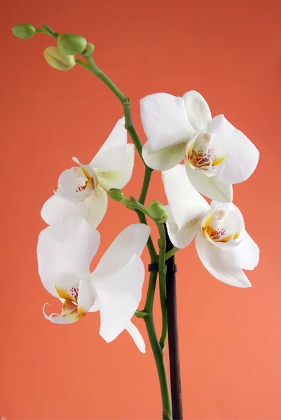 Bílá orchidej na oranžovém pozadí — Stock fotografie