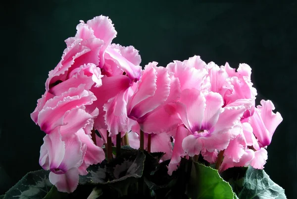 Pink flowers of cyclamen — Zdjęcie stockowe
