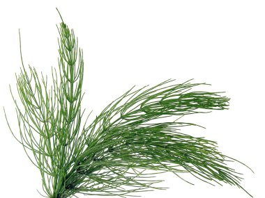 Horsetail herb clipart