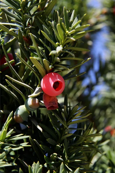 Yew träd med röda bär — Stockfoto