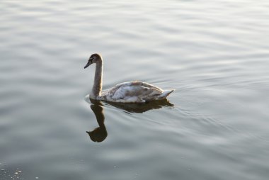 Krakow vistula Nehri üzerinde genç Kuğu