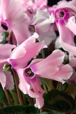 pembe cyclamens