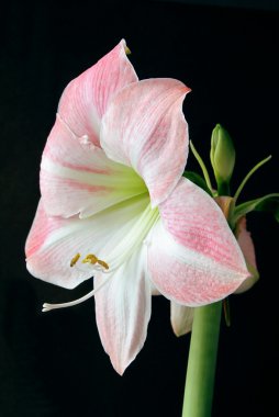 amaryllis siyah arka plan üzerine Pembe çiçek