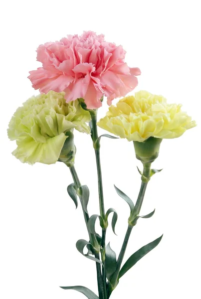 Posy de claveles rosados como regalo — Foto de Stock