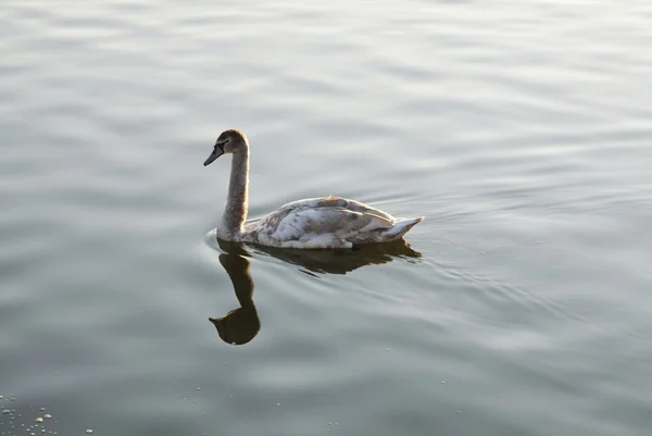 Unga swan på floden Wisła i krakow — Stockfoto