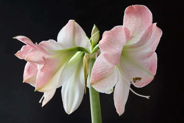 Pink flowers of amaryllis — Stock Photo, Image