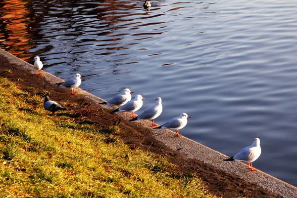 stock image Gulls and other birds on Vistula river embankment in Krakow