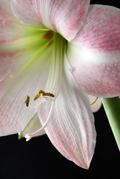 Zblízka Amarylis růžový květ — Stock fotografie