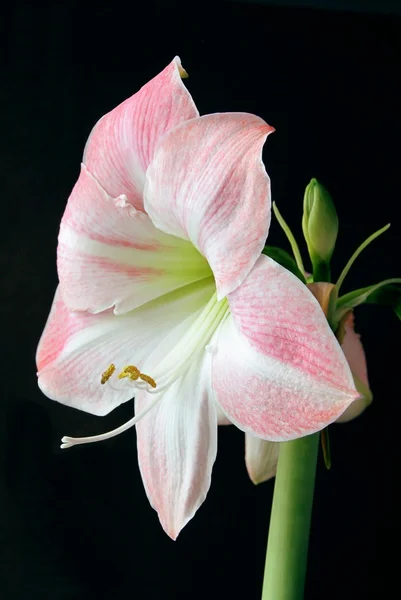 Rosa Blume der Amaryllis auf schwarzem Hintergrund — Stockfoto
