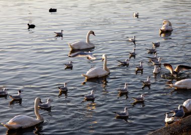 Gulls, kuğu ve Krakow vistula Nehri üzerinde ördek