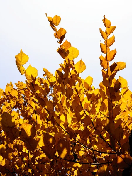 Zlaté listy Lípy na podzim — Stock fotografie