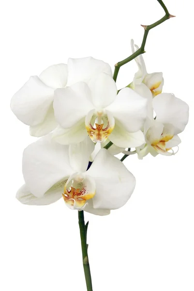 Orquídea blanca — Foto de Stock